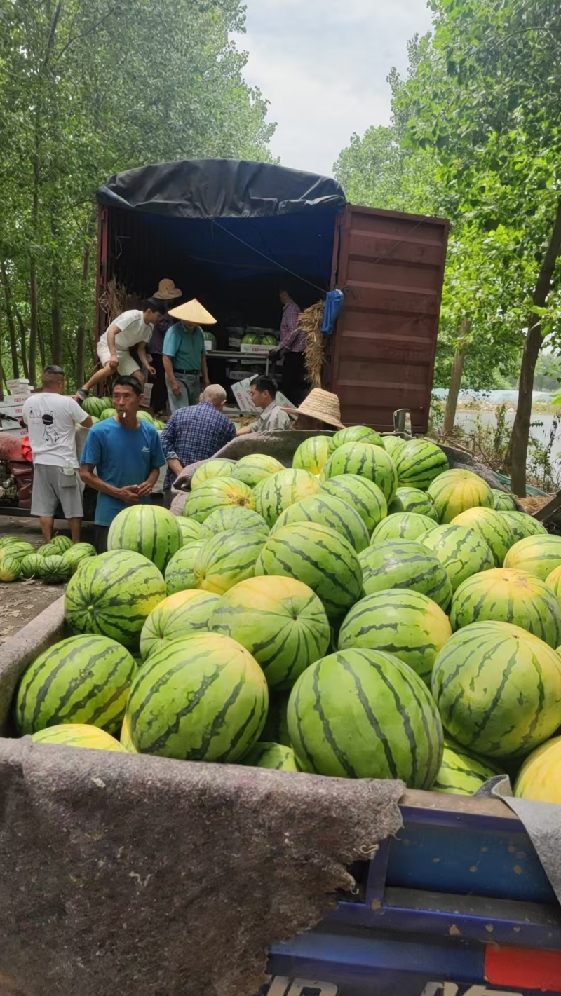 【推荐】精品有籽美都西瓜货源充足量大从优质量保证