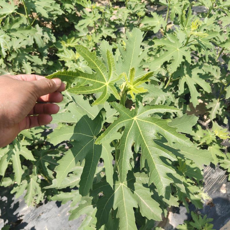 芭劳奈无花果裸根苗香蕉无花果苗南北方种植