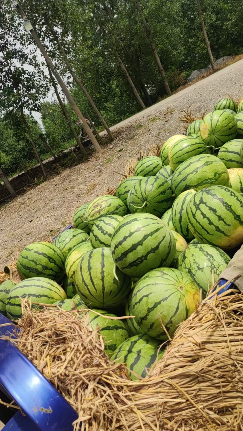 【推荐】精品有籽美都西瓜货源充足量大从优质量保证