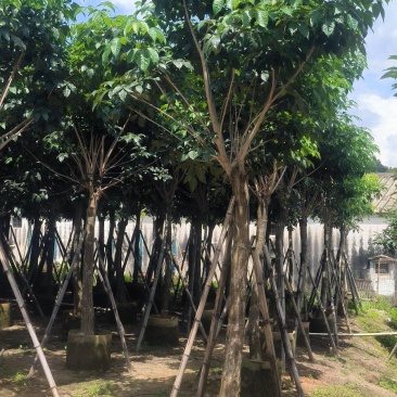 紫花风铃木8-20公分大量销售