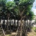 紫花风铃木8-20公分大量销售