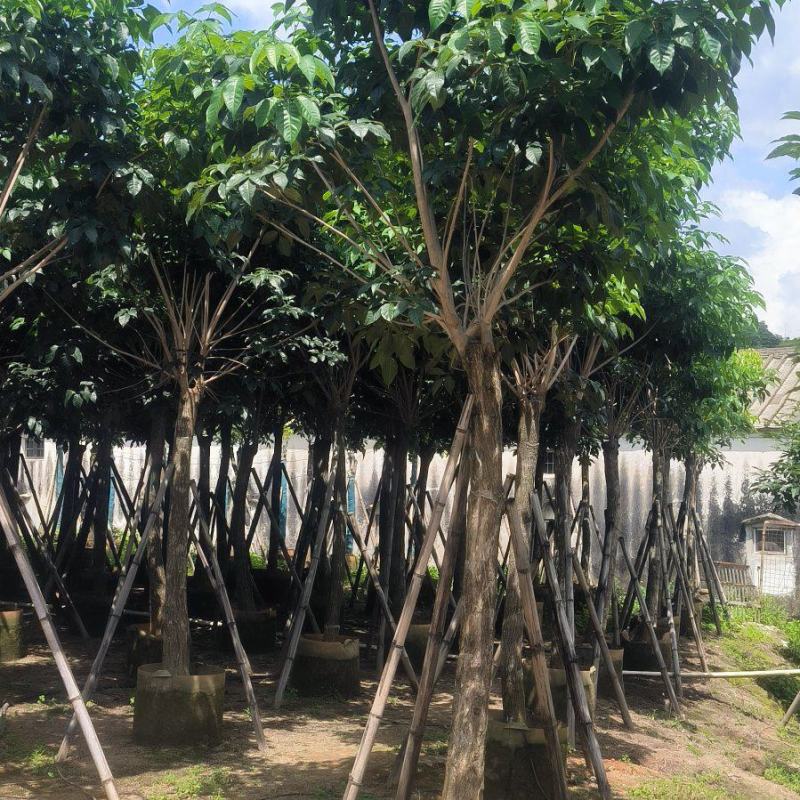 紫花风铃木8-20公分大量销售