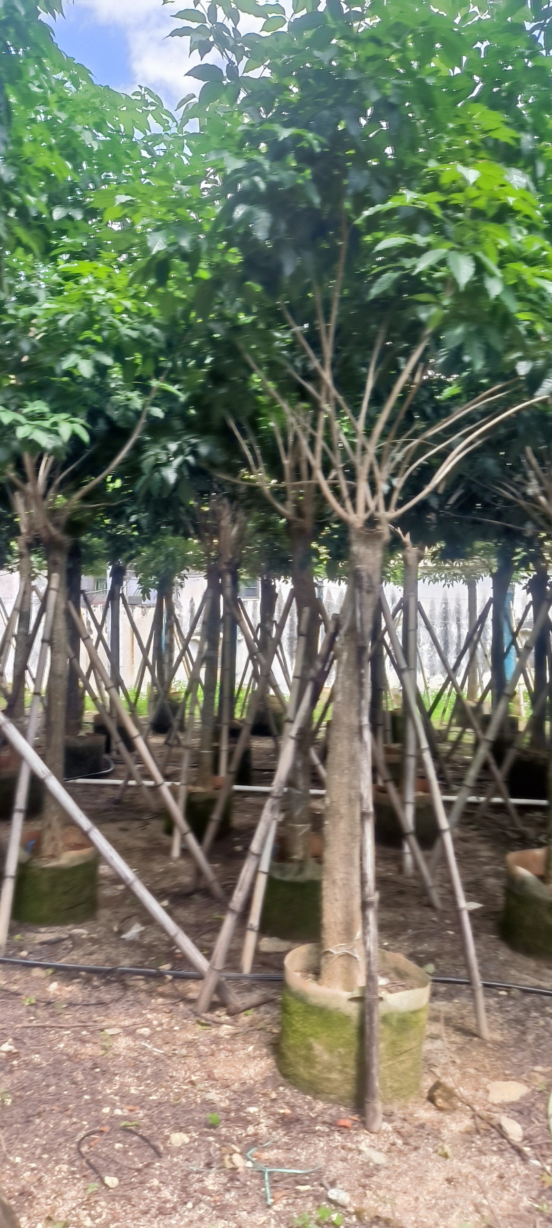 紫花风铃木8-20公分大量销售