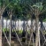 紫花风铃木8-20公分大量销售