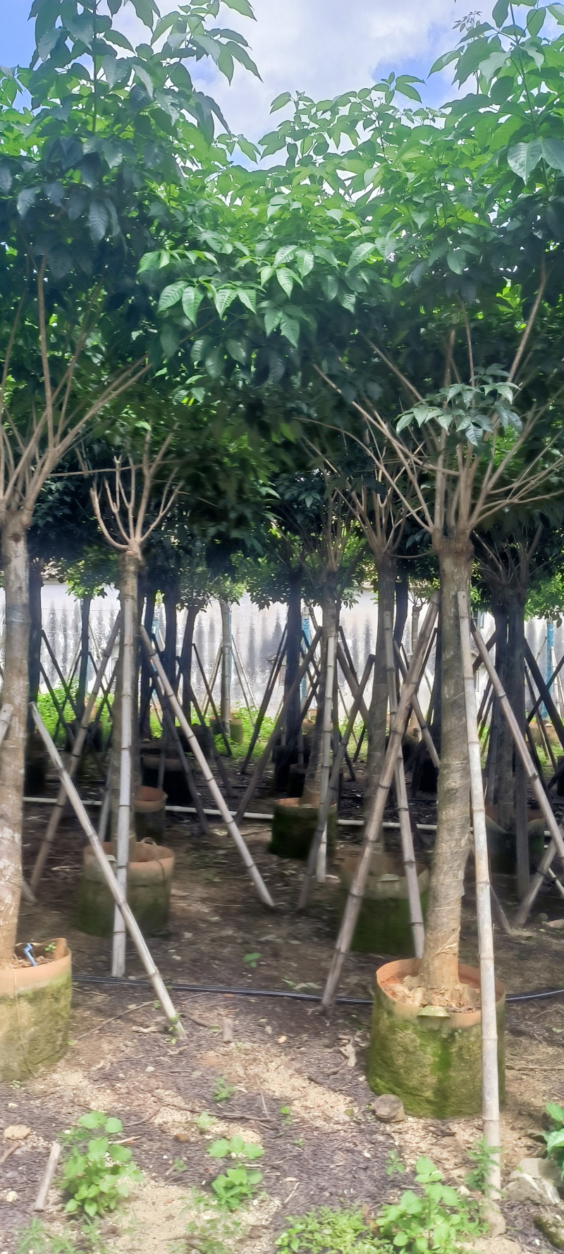 紫花风铃木8-20公分大量销售