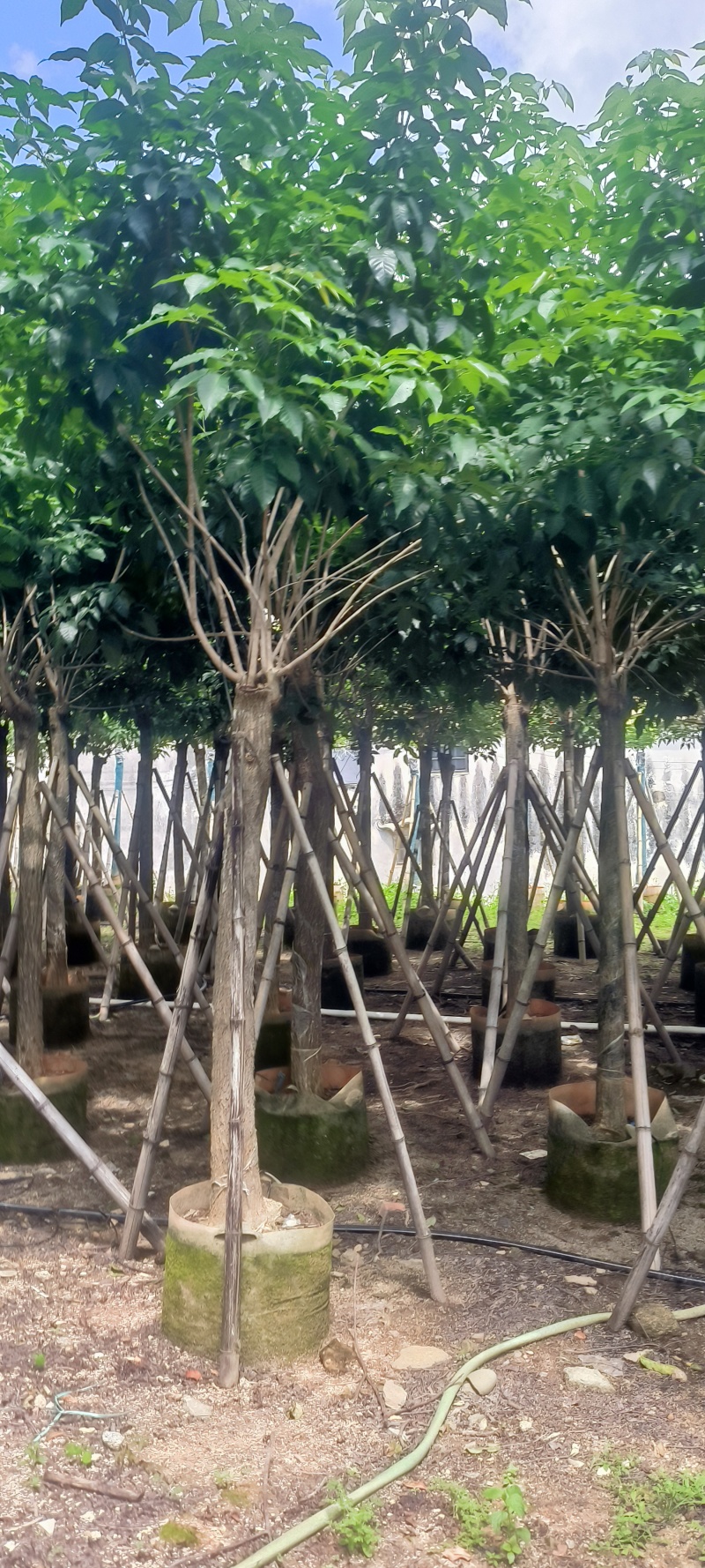 紫花风铃木8-20公分大量销售