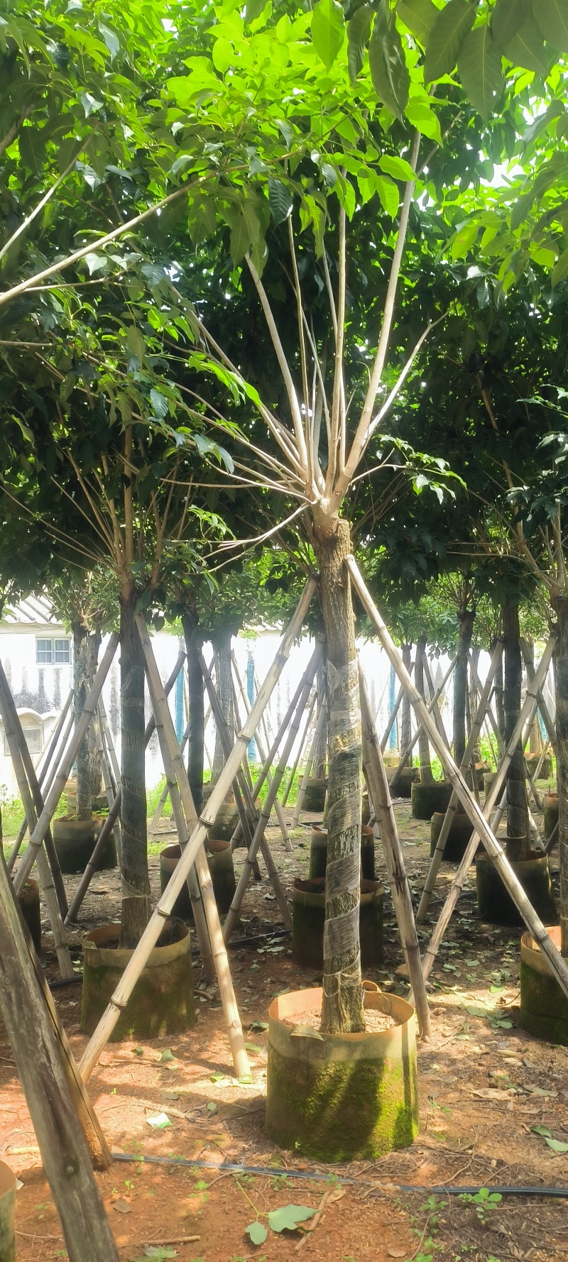 紫花风铃木8-20公分大量销售