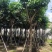 紫花风铃木8-20公分大量销售