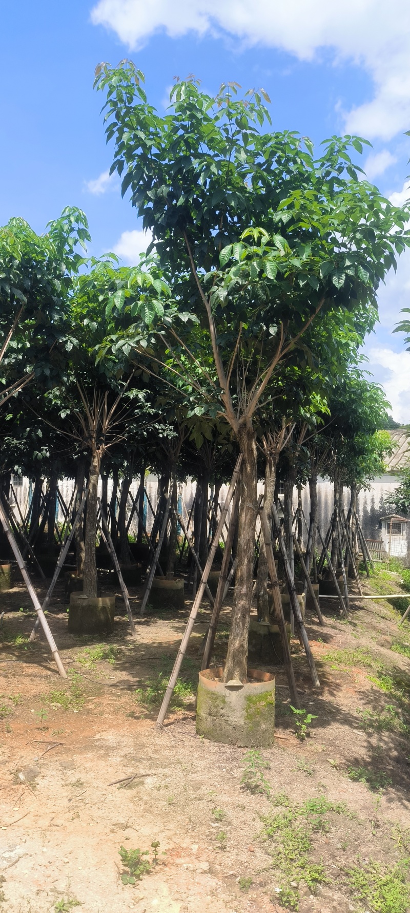 紫花风铃木8-20公分大量销售