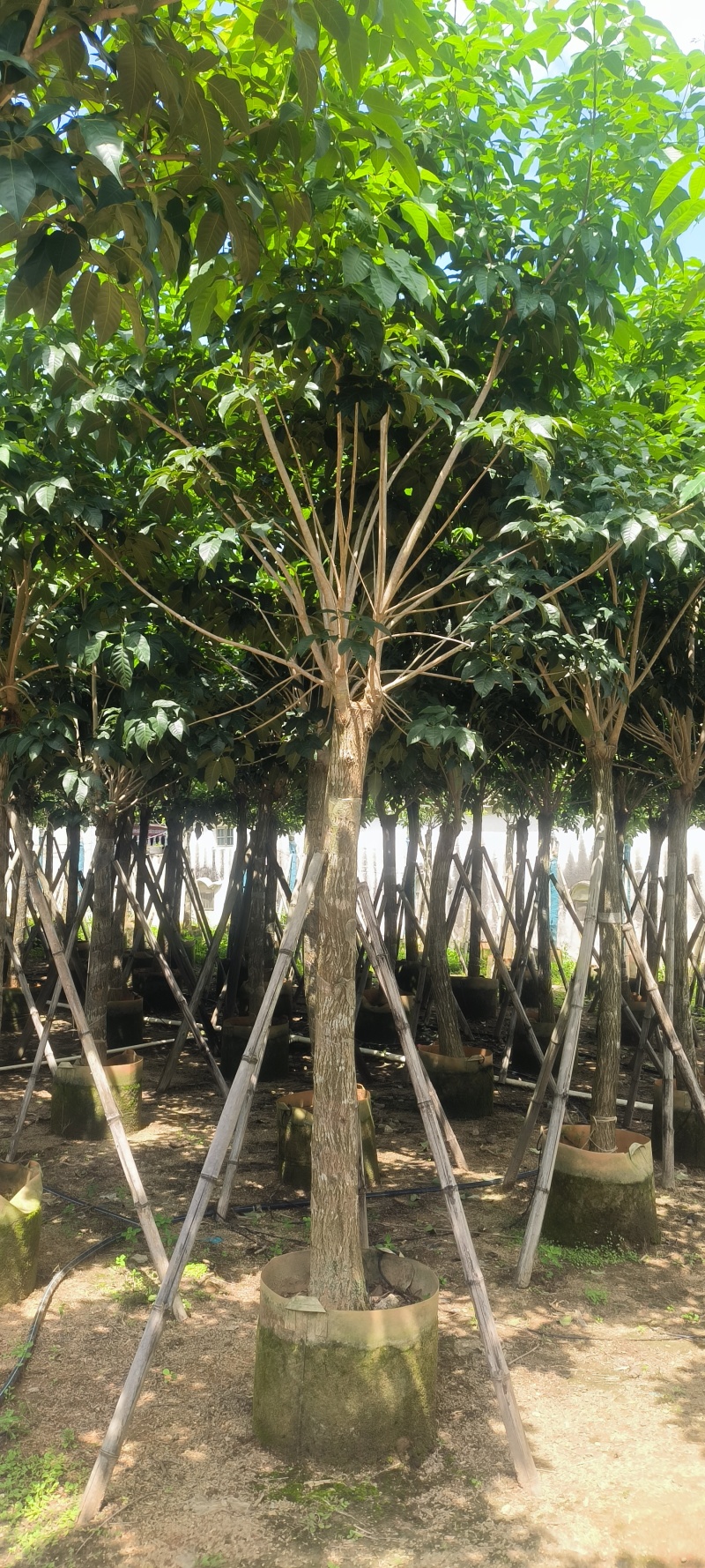 紫花风铃木8-20公分大量销售