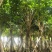 紫花风铃木8-20公分大量销售