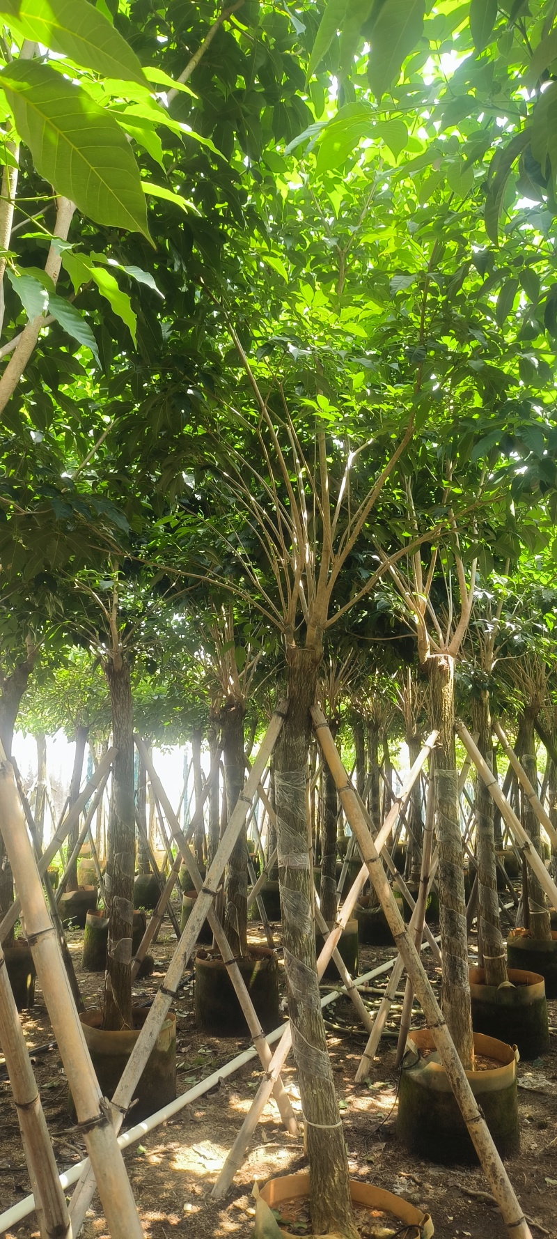 紫花风铃木8-20公分大量销售