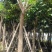 紫花风铃木8-20公分大量销售