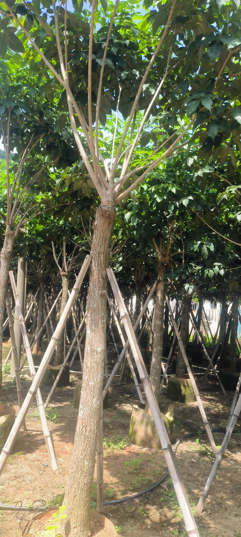 紫花风铃木8-20公分大量销售