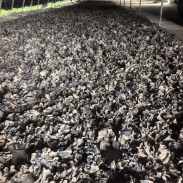 河北邯郸毛背黑木耳，头茬无根鲜货20公分内大小规格