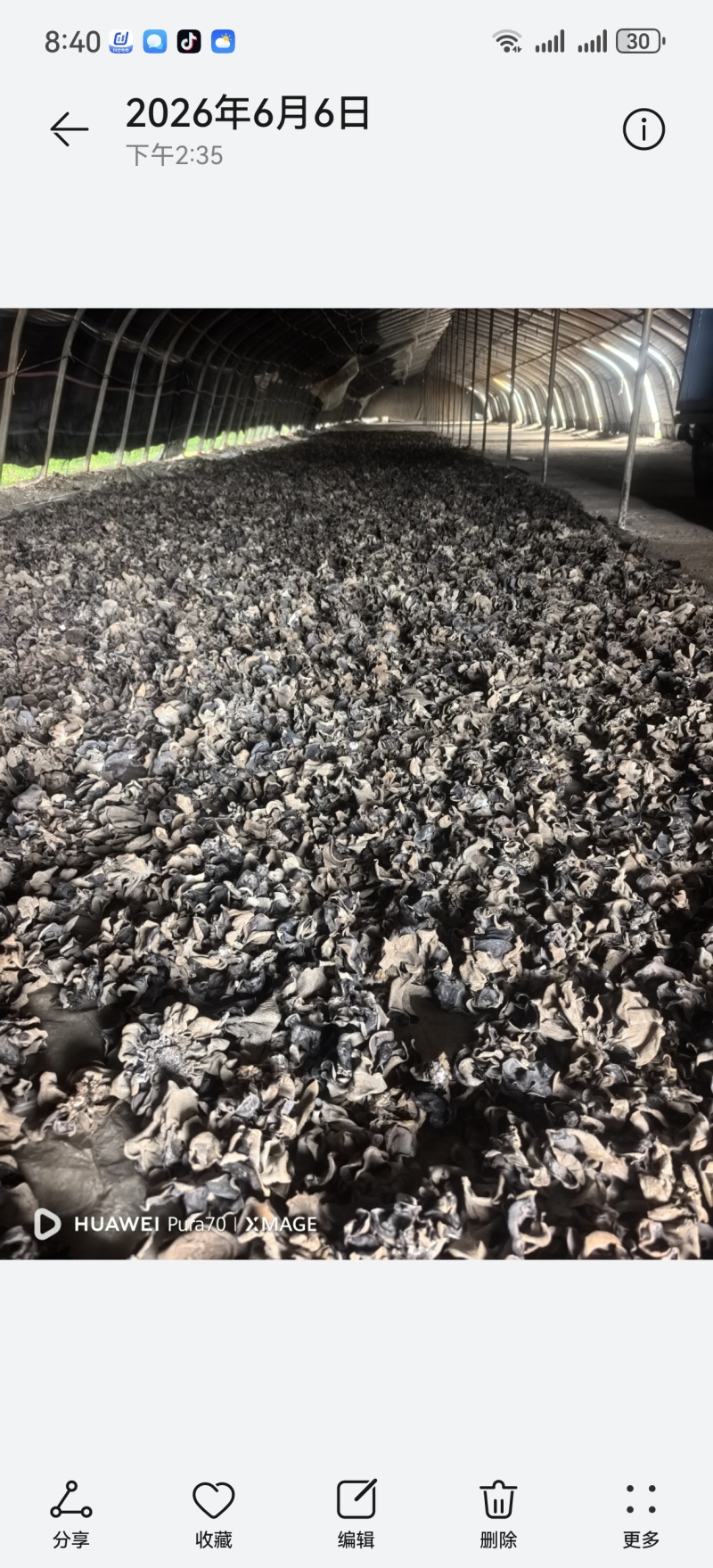 河北邯郸毛背黑木耳，头茬无根鲜货20公分内大小规格
