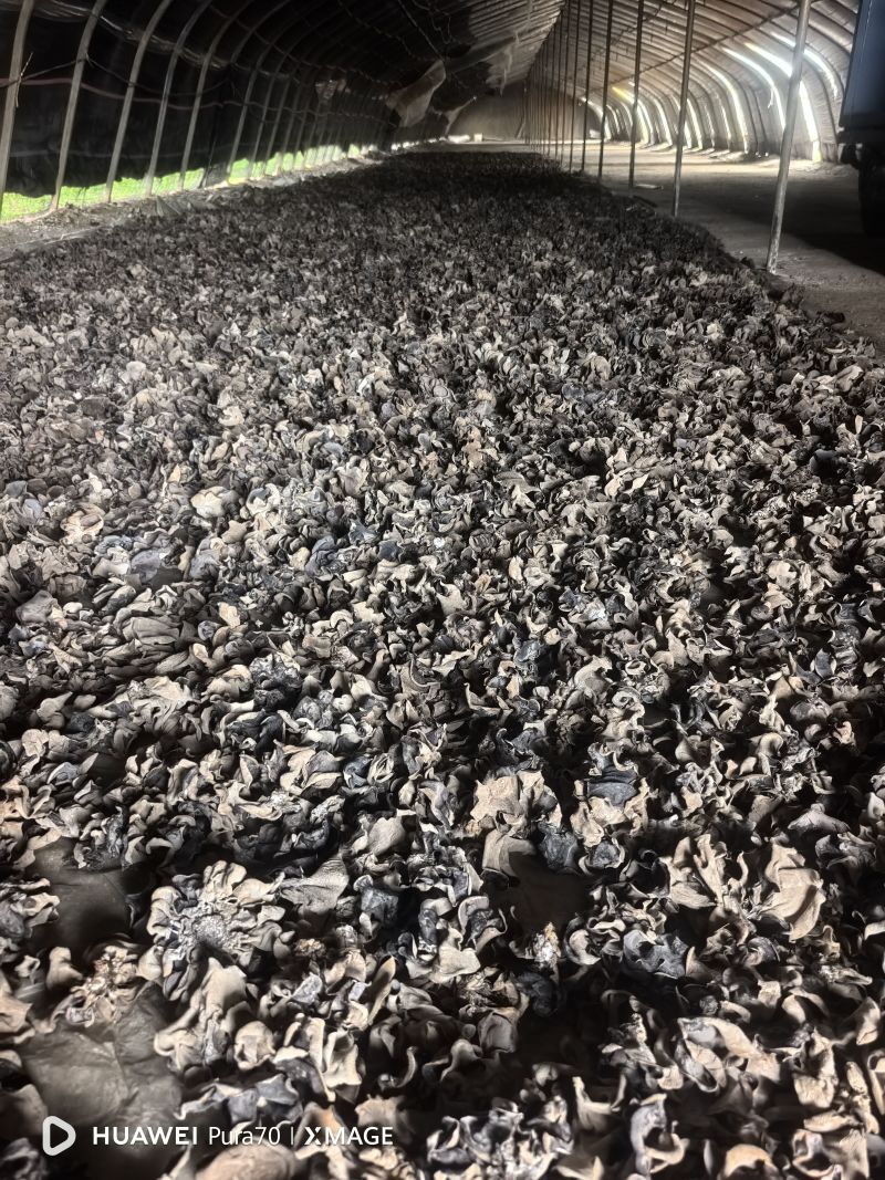 河北邯郸毛背黑木耳，头茬无根鲜货20公分内大小规格
