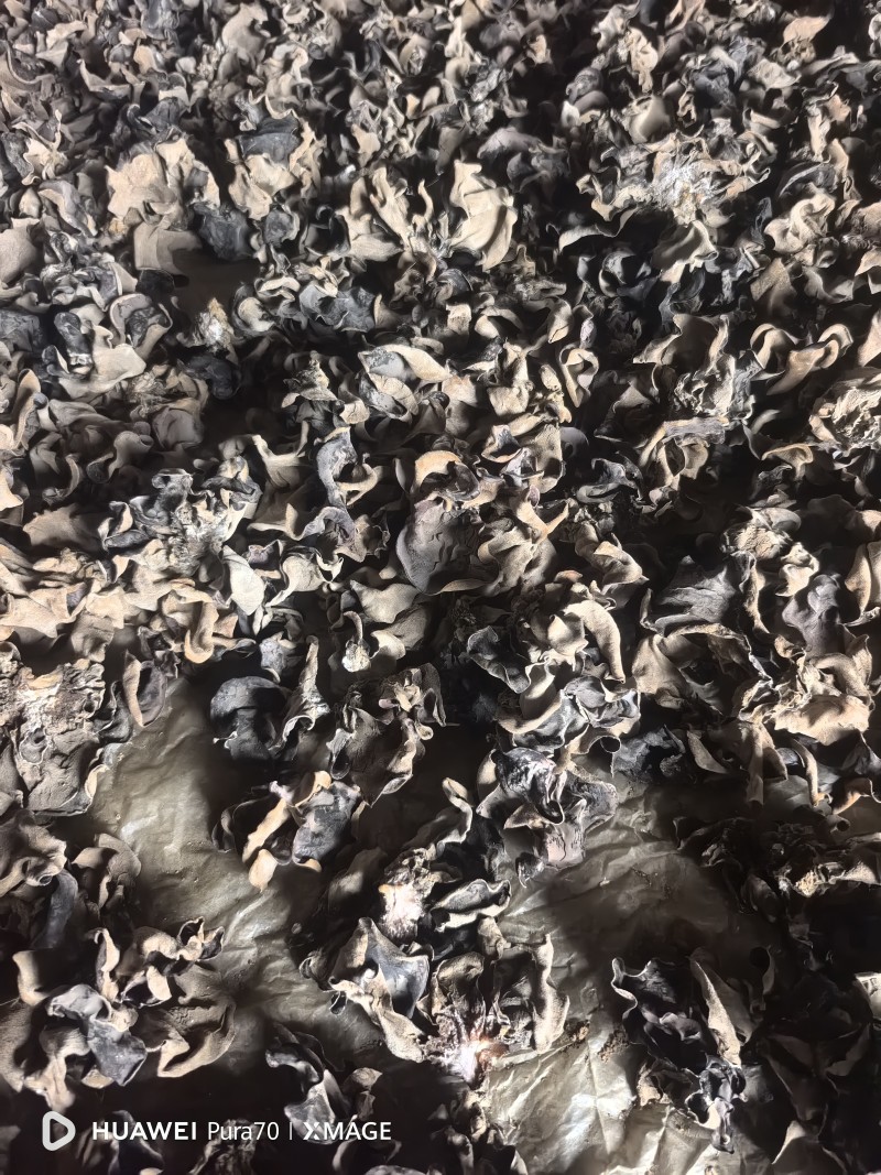 河北邯郸毛背黑木耳，头茬无根鲜货20公分内大小规格