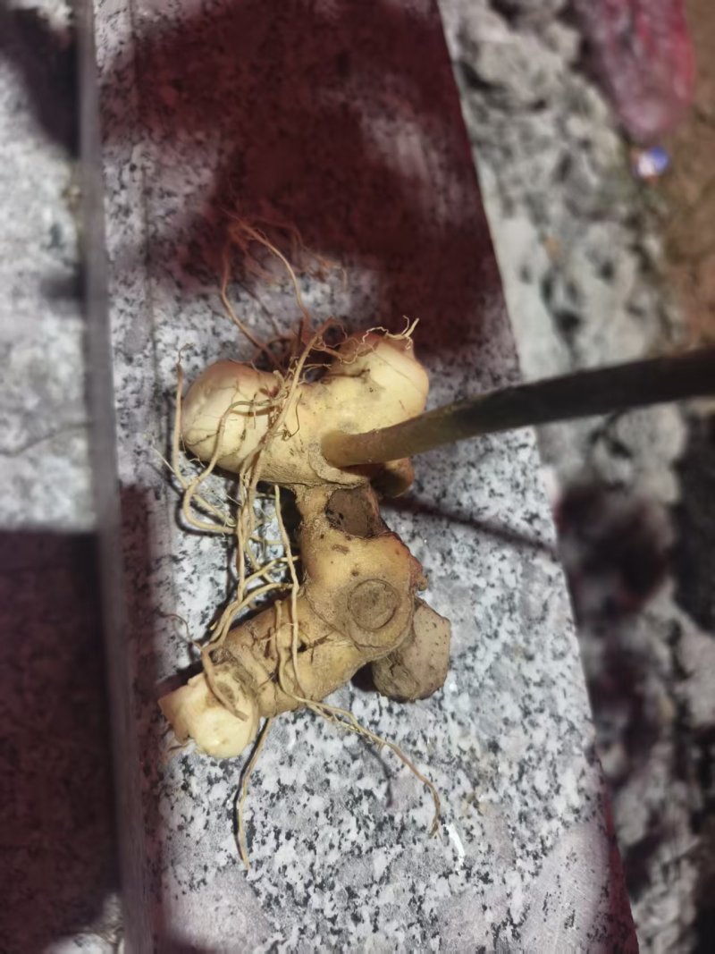 农家基地直发黄精种苗