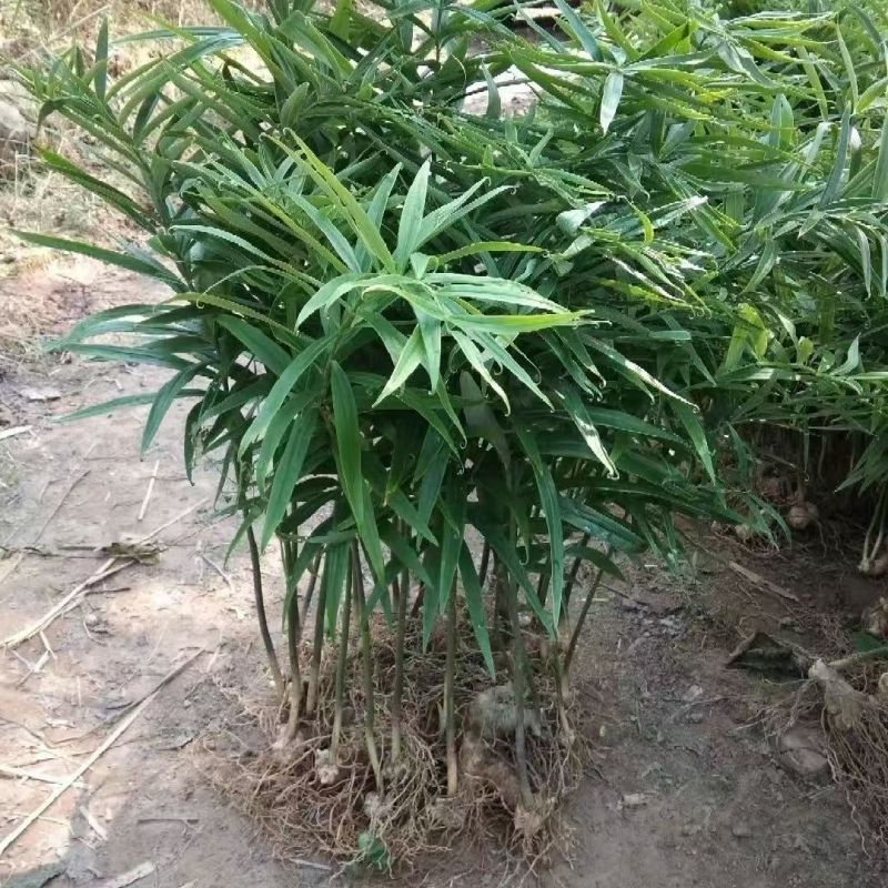 农家基地直发黄精种苗