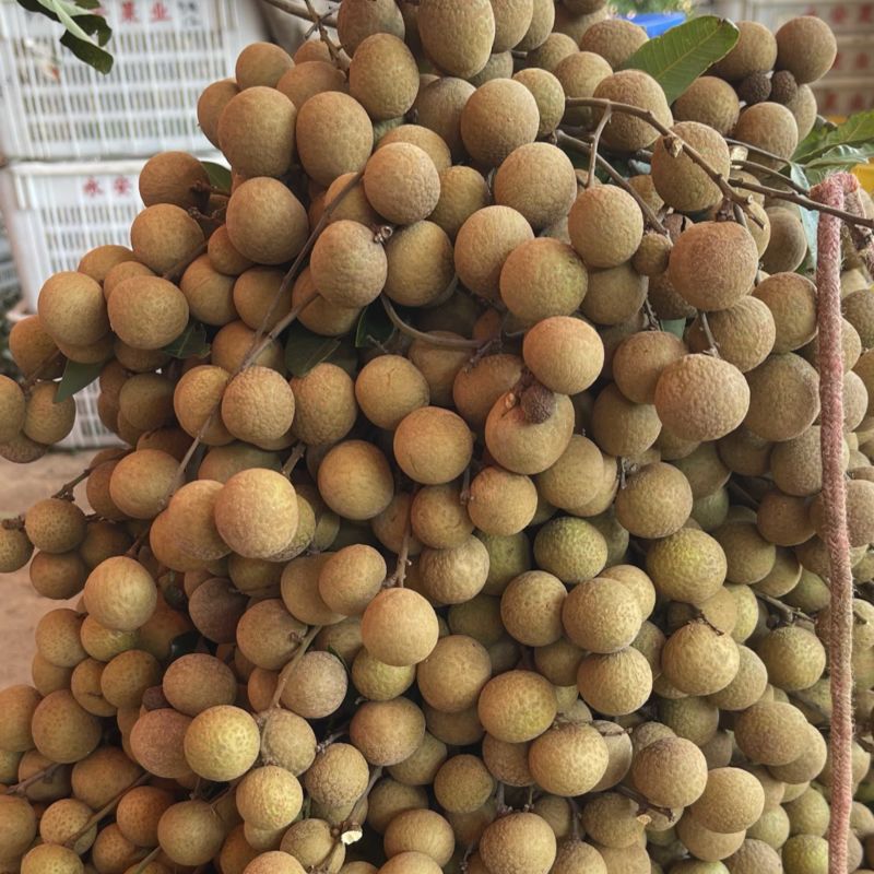 高州石侠龙眼