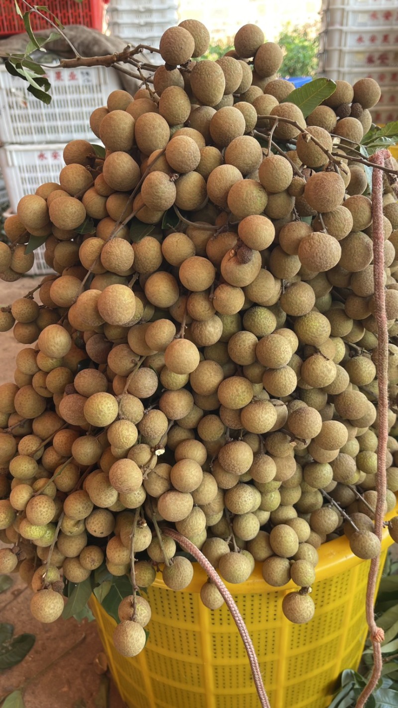 高州石侠龙眼