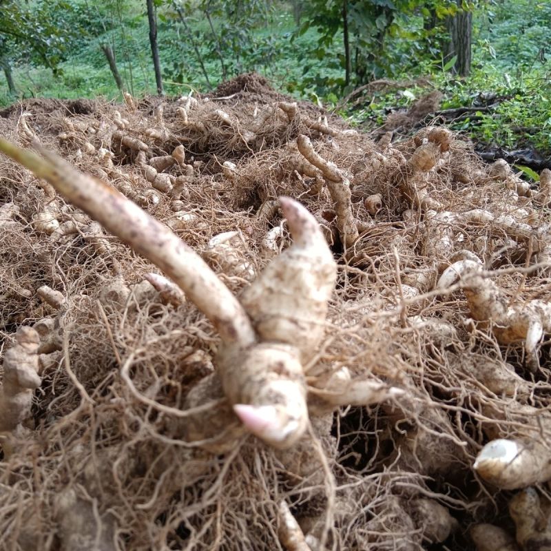 农家基地直发黄精种苗