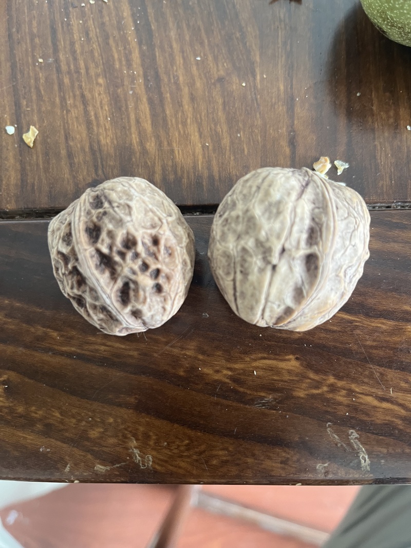 鲜核桃大量现货，承接各大平台一件代发，欢迎实地考察。