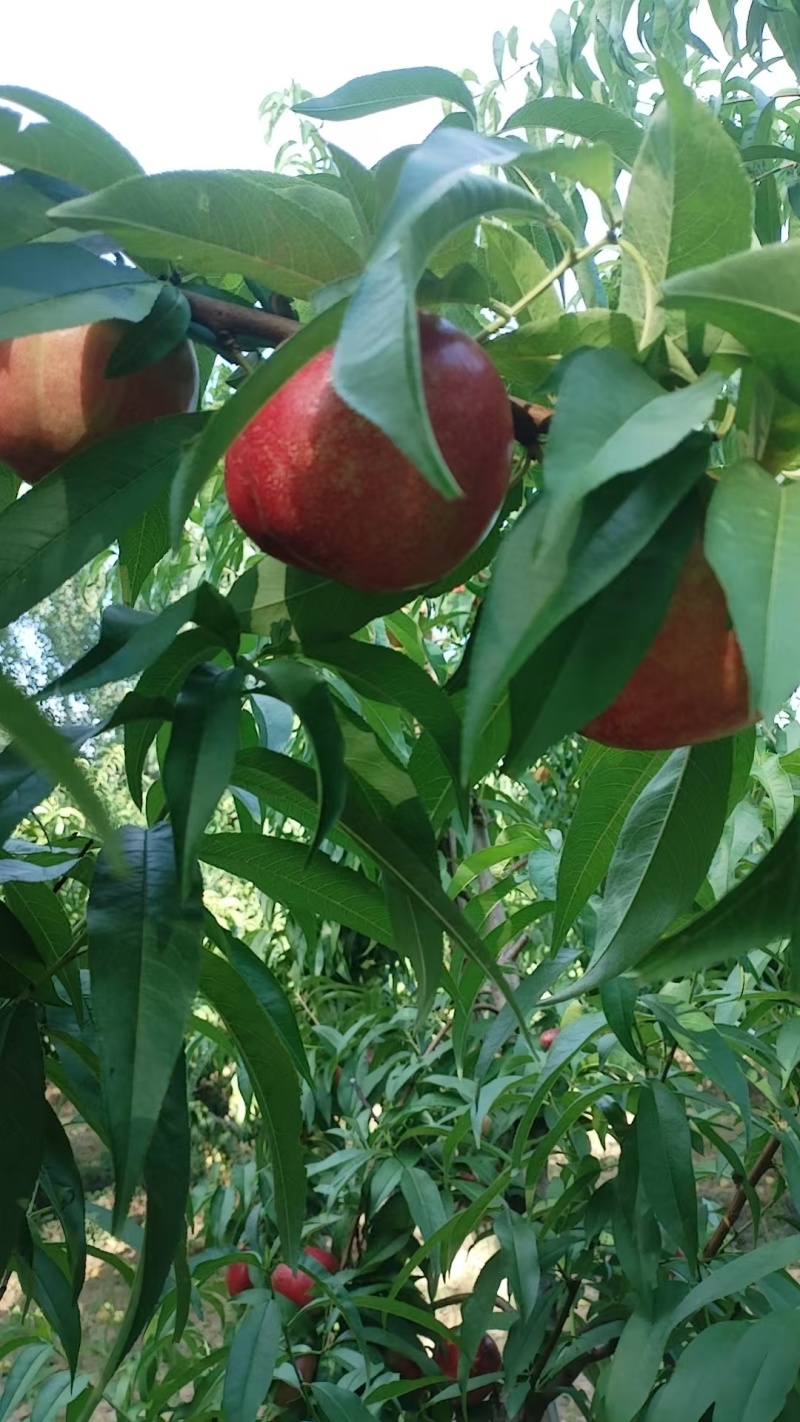 各品种油桃毛桃已上市每天可摘持续到九月底
