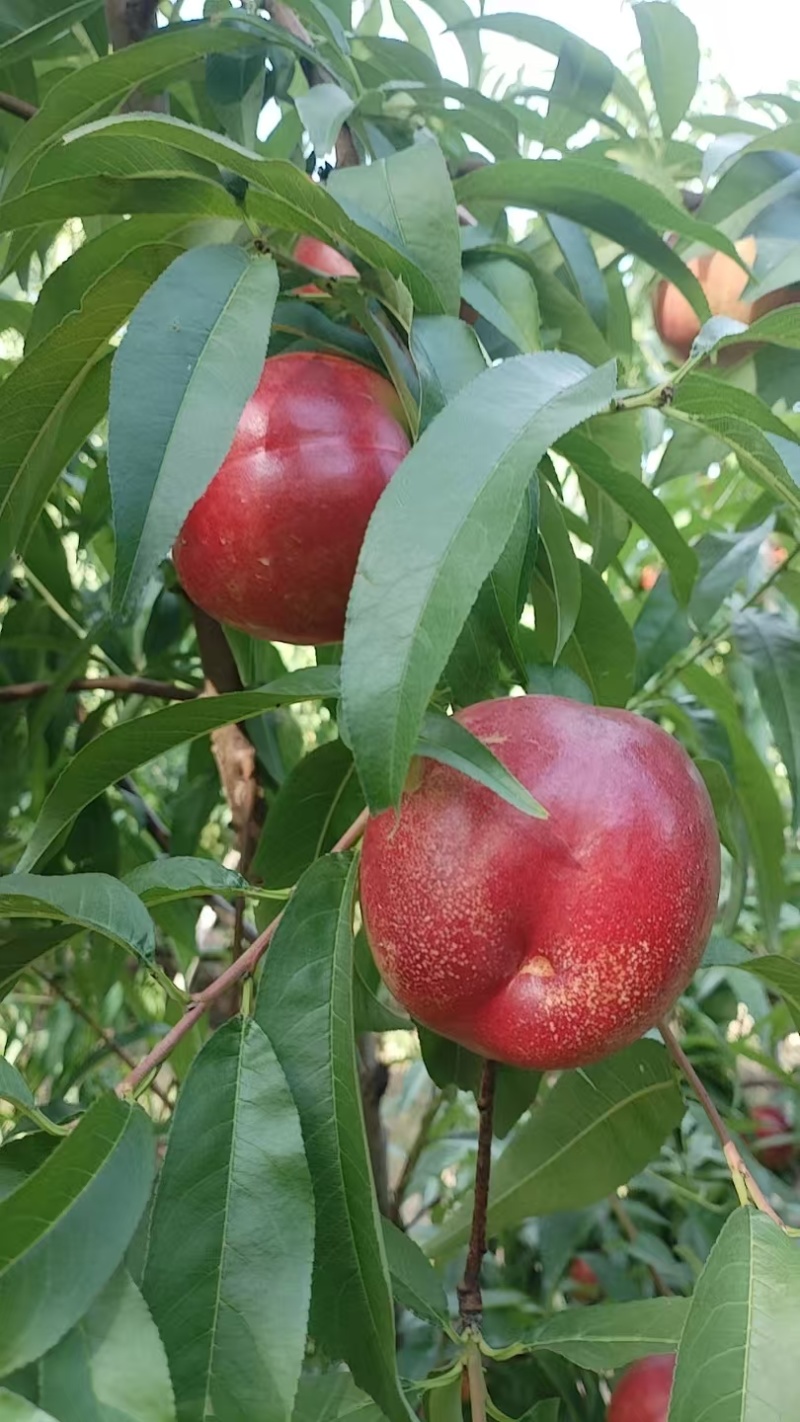 各品种油桃毛桃已上市每天可摘持续到九月底