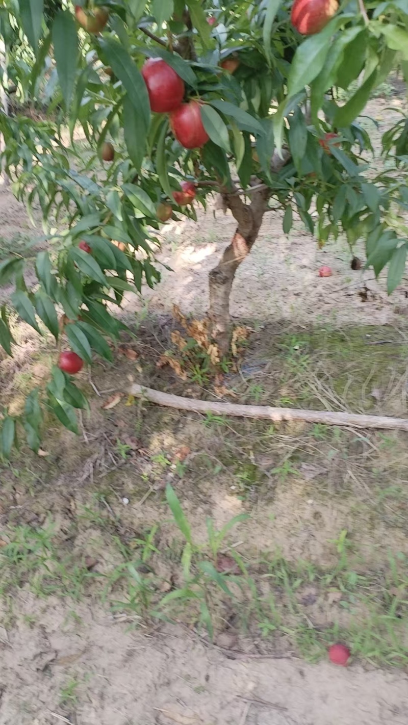 各品种油桃毛桃已上市每天可摘持续到九月底
