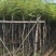 黄花风铃木3-8公分大量销售