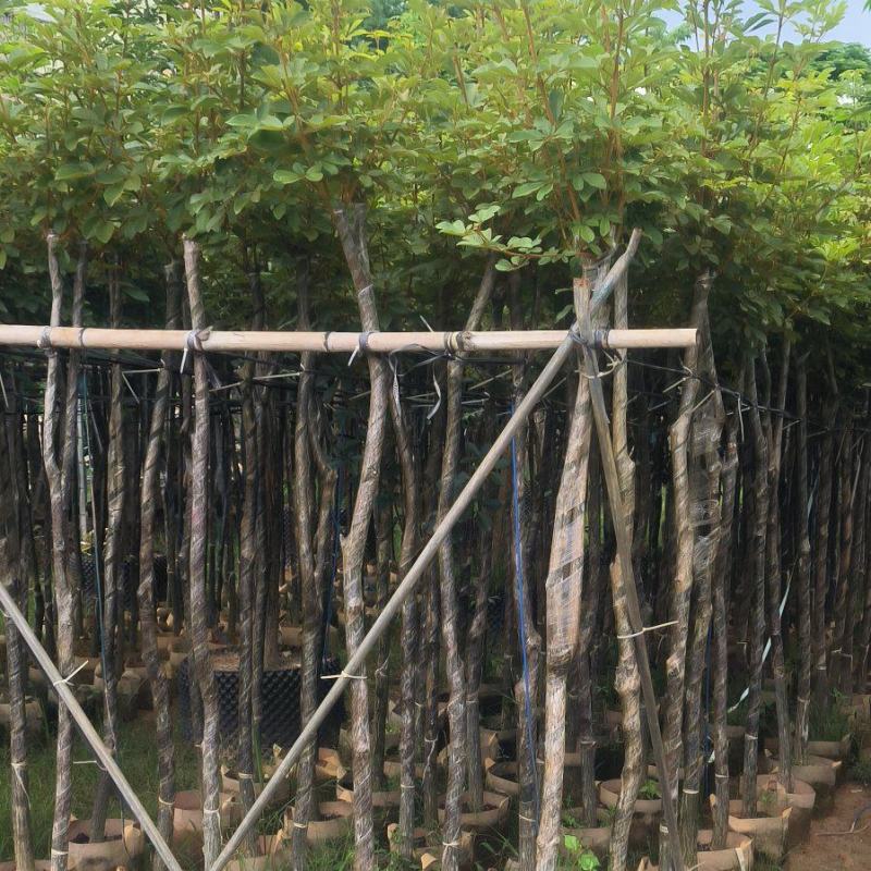 黄花风铃木3-8公分大量销售