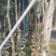 黄花风铃木3-8公分大量销售