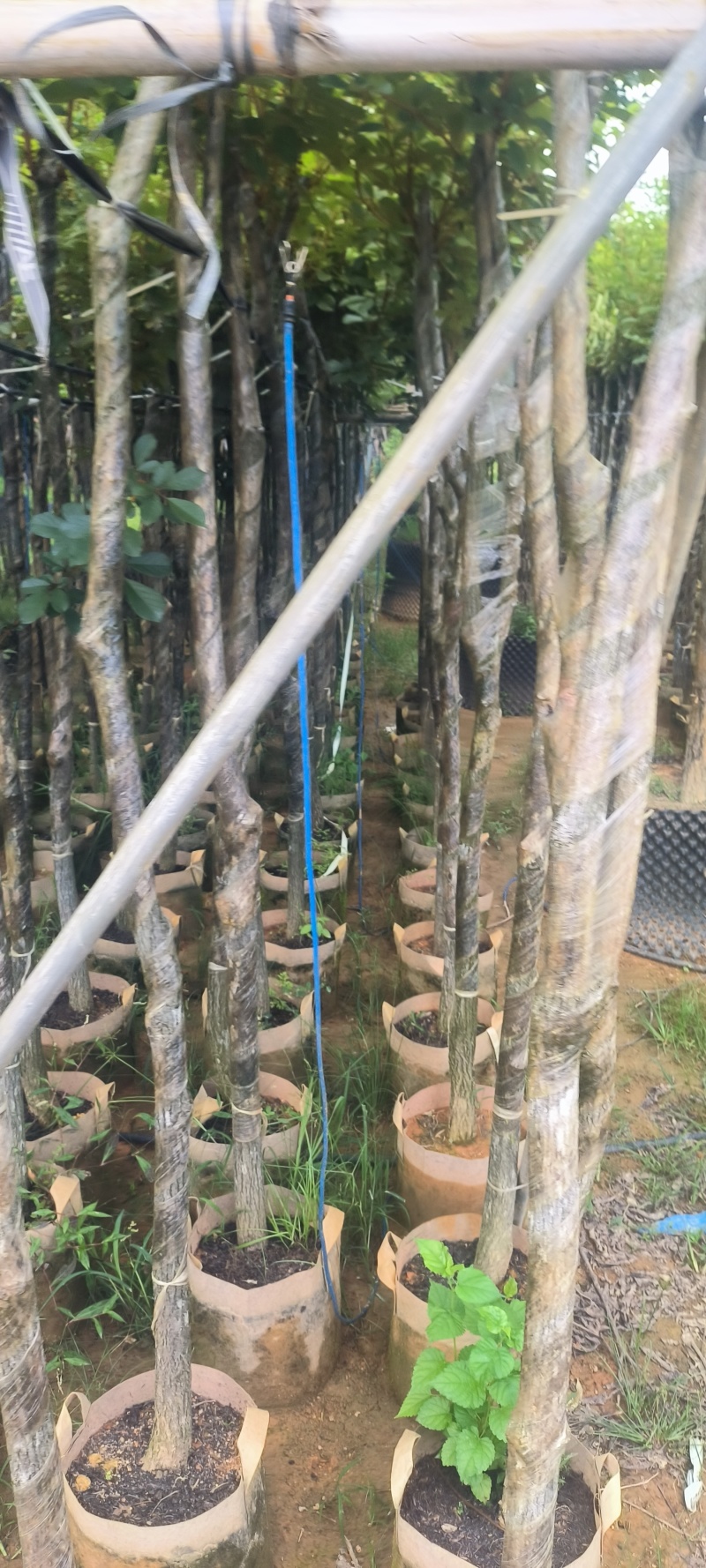 黄花风铃木3-8公分大量销售