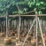 黄花风铃木3-8公分大量销售