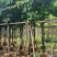 黄花风铃木3-8公分大量销售