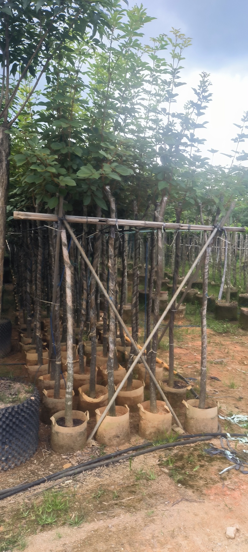 黄花风铃木3-8公分大量销售