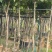 黄花风铃木3-8公分大量销售