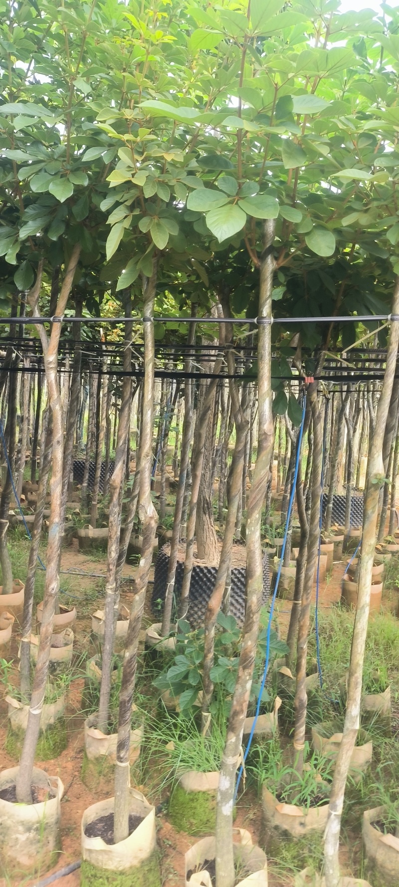 黄花风铃木3-8公分大量销售