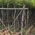 黄花风铃木3-8公分大量销售