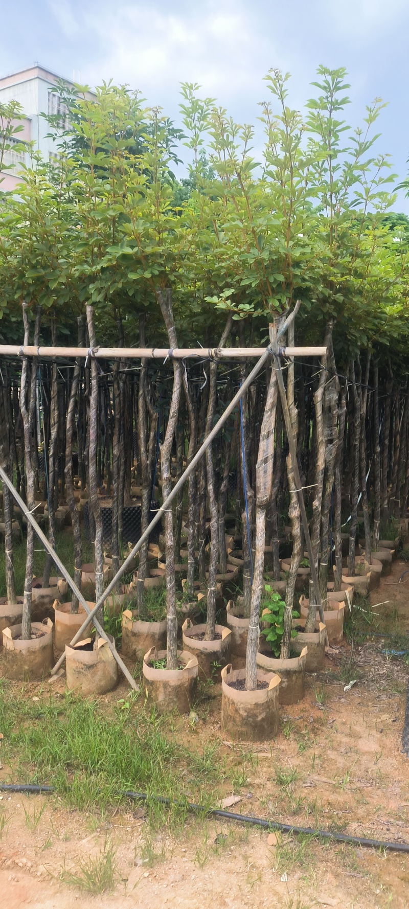 黄花风铃木3-8公分大量销售