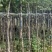 黄花风铃木3-8公分大量销售