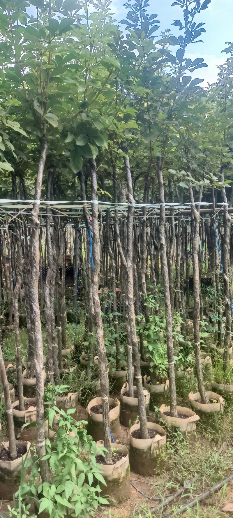 黄花风铃木3-8公分大量销售