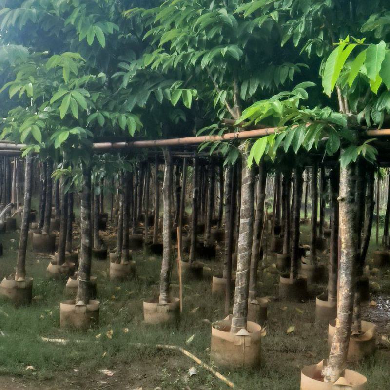大叶紫薇8-20公分大量销售