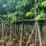 大叶紫薇8-20公分大量销售