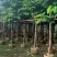 大叶紫薇8-20公分大量销售