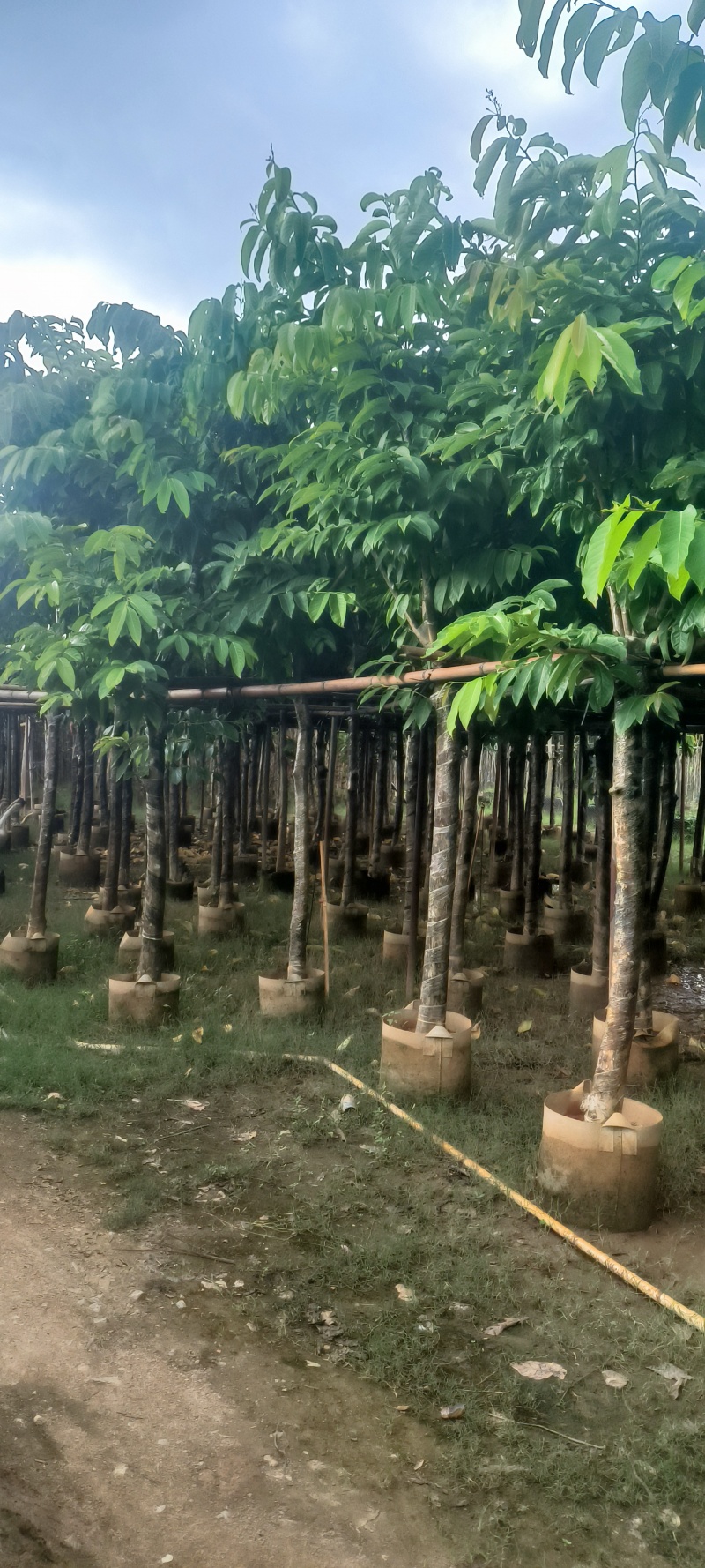 大叶紫薇8-20公分大量销售