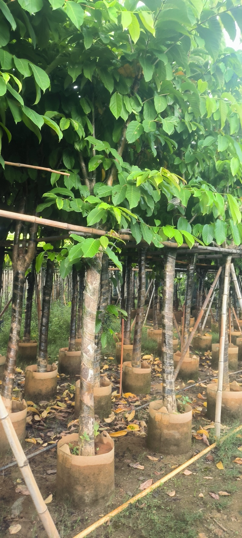 大叶紫薇8-20公分大量销售