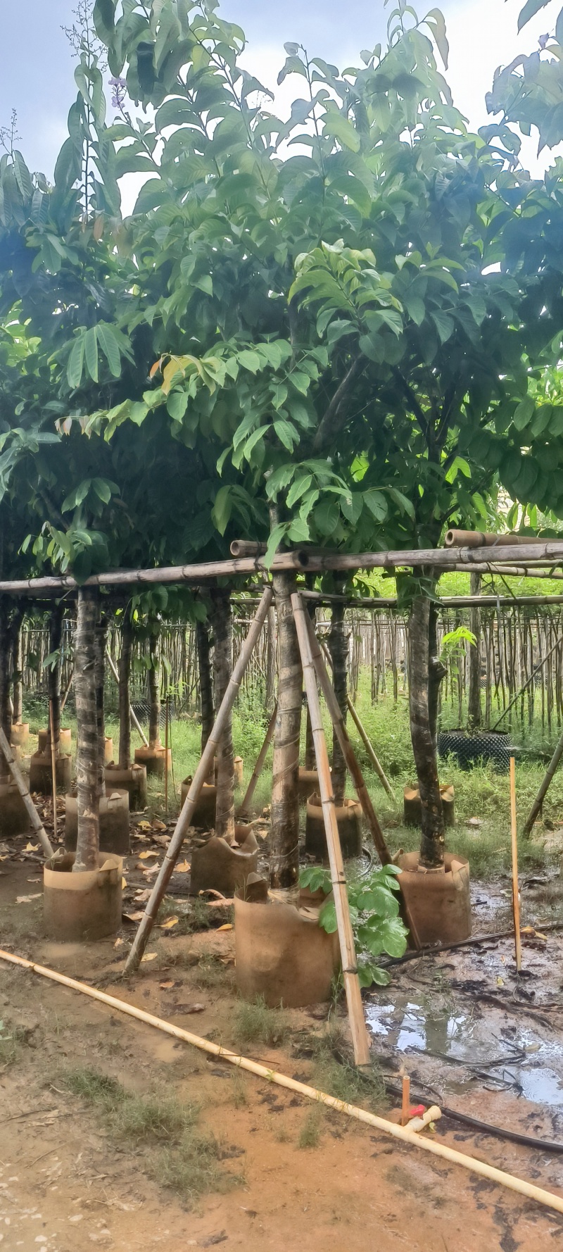 大叶紫薇8-20公分大量销售